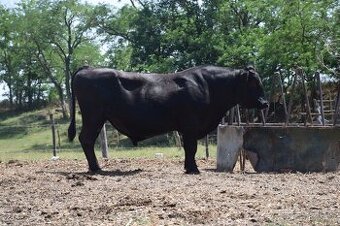 Plemenny byk wagyu