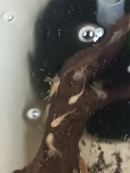 Ancitrus Long fin+SP
