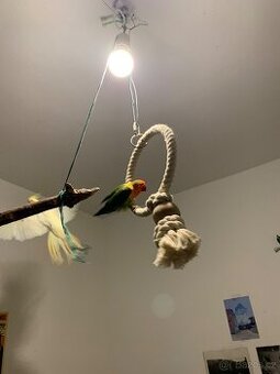 AGAPORNIS- Love bird
