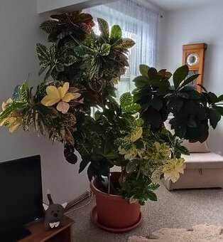 KROTON - pokojová rostlina