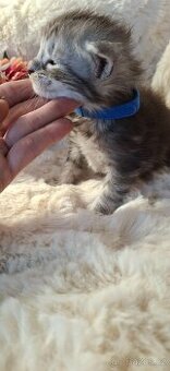 Mainský mývalí bez PP