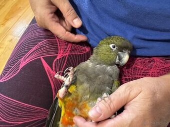 Papoušek patagonský, ručně dokrmený