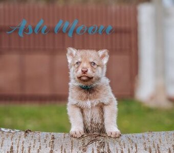 Saarloosův vlčák - štěňata na prodej