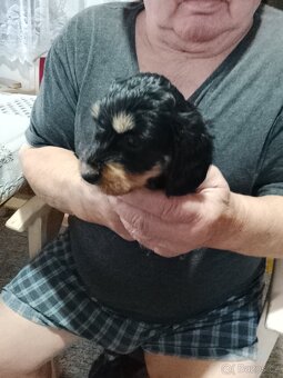 Jezevčík trpaslici