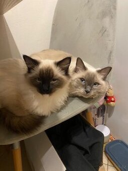 Hledám dočasnou péči pro Ragdoll kočičku