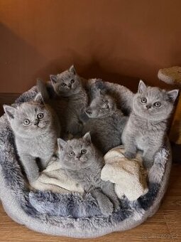 Krásná britská koťátka s PP