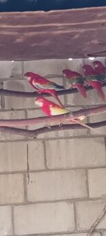 Rozela pestrá Zlatá Modrá