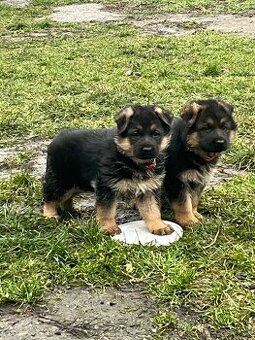 Štěňata Německý ovčák