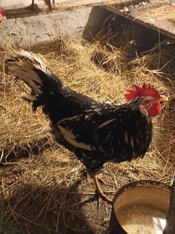 Kohout vlaška exchequer