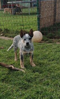 Australsky honacky pes