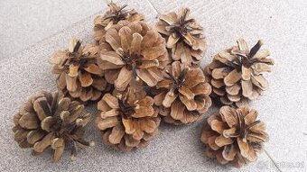 Borové šišky na zátop