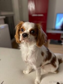 Krytí king charles španěl bez PP