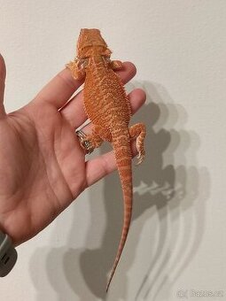 Agama vousatá - mláďata z vlastního chovu