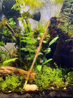 Neocaridina Orange Rili krevetky