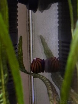 Darujeme sneky do akvaria