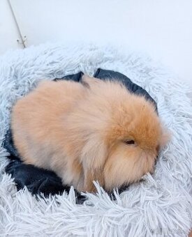 Zakrslý beránek s t.g. F8