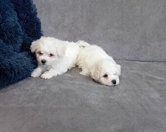 Štěně Bišonek bez PP