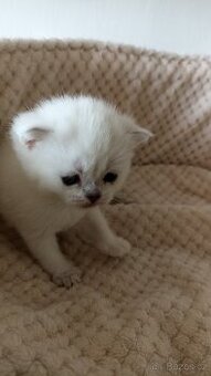 Britská kočička  s PP