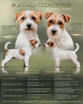 Jack Russell terrier