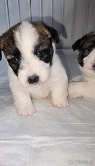 Jack Russell terrier