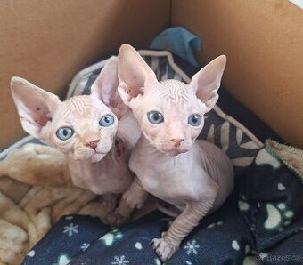 Sphynx kočička 12 týdnů