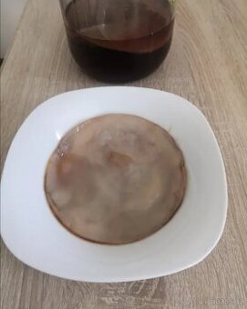 KOMBUCHA