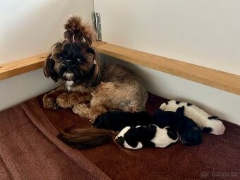 Shih-tzu