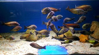 Tanganyika ... Tropheus moorii red rainbow a T. sp. Ikola - 1
