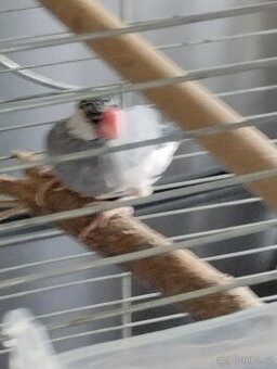 Ptactvo