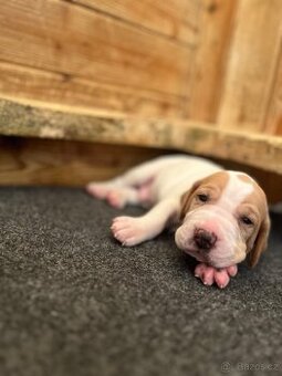 Pointer