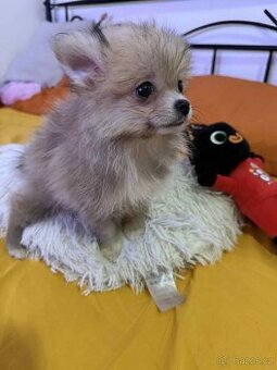 Pomeranian