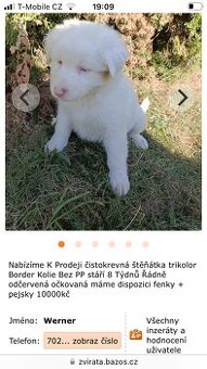 Double merle