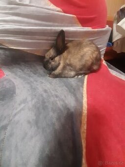 Zakrsli kralicci 💗