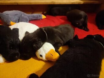Flat coated retriever - Zrození nového života