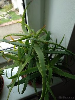 Léčivka Aloe Vera