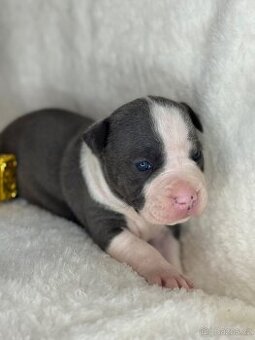 Americký stafordšírský teriér