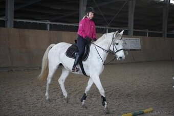 Holštýnská klisna 2013 se skvělým původem