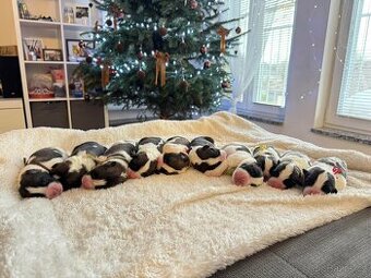 Moskevský strážní pes štěňátka