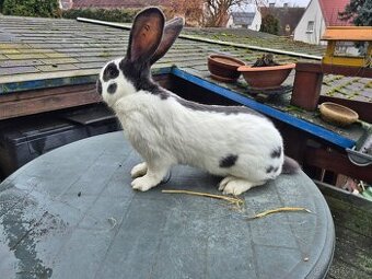 Německý obrovitý strakáč