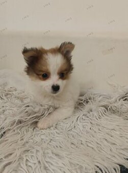 Pomeranian x čivava