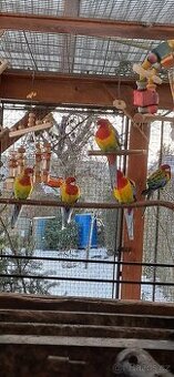 Rozela pestrá nádherná