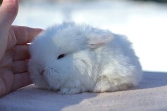 Sameček minilop Chris - 1