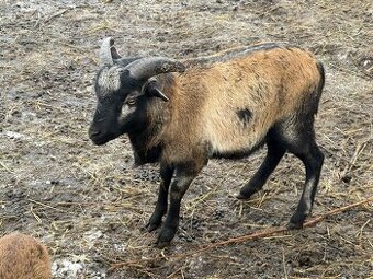 Kamerunský beránek
