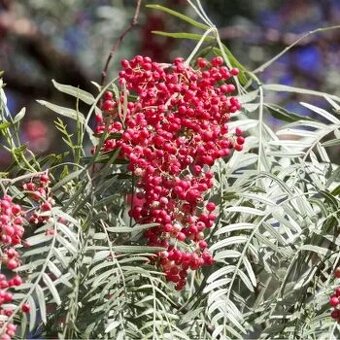 Sazenice růžového pepře