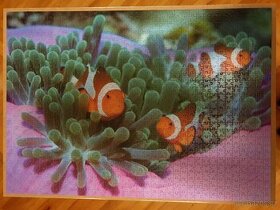 Složené puzzle obraz Korál Sasanka Klaun Nemo 1000