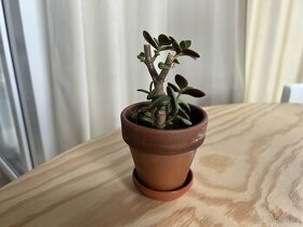 Malá pokojová rostlina Tlustice Crassula