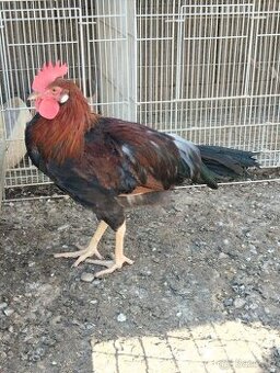Kohouti Leghorn a Vlašky koroptví