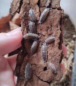 Porcellio haasi dark
