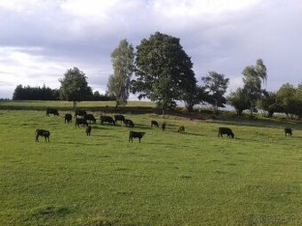 prodej plemenných jalovic Aberdeen angus G100 EKO