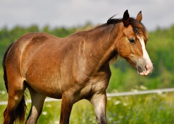 Klisna Welsh Cob 1 rok - plavka